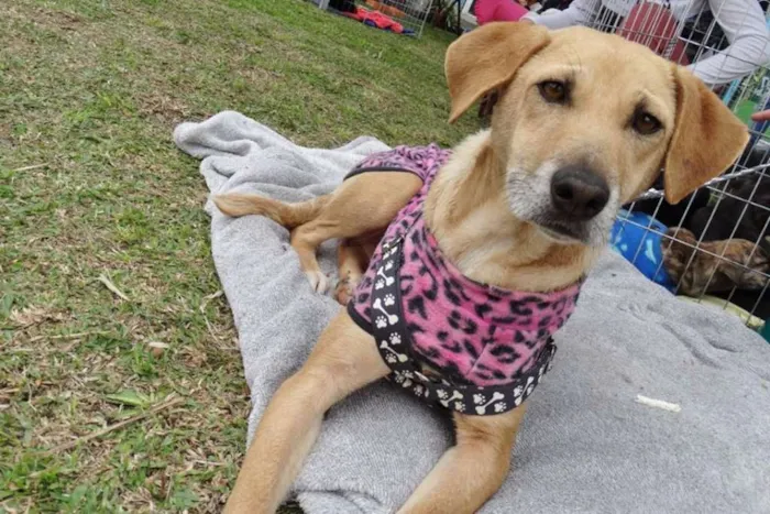 Cachorro ra a SRD idade 2 anos nome Serena