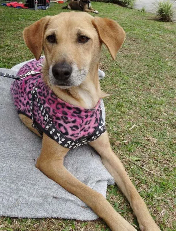 Cachorro ra a SRD idade 2 anos nome Serena