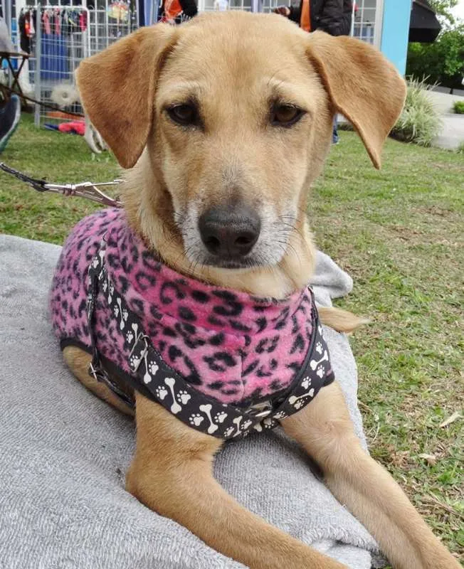 Cachorro ra a SRD idade 2 anos nome Serena
