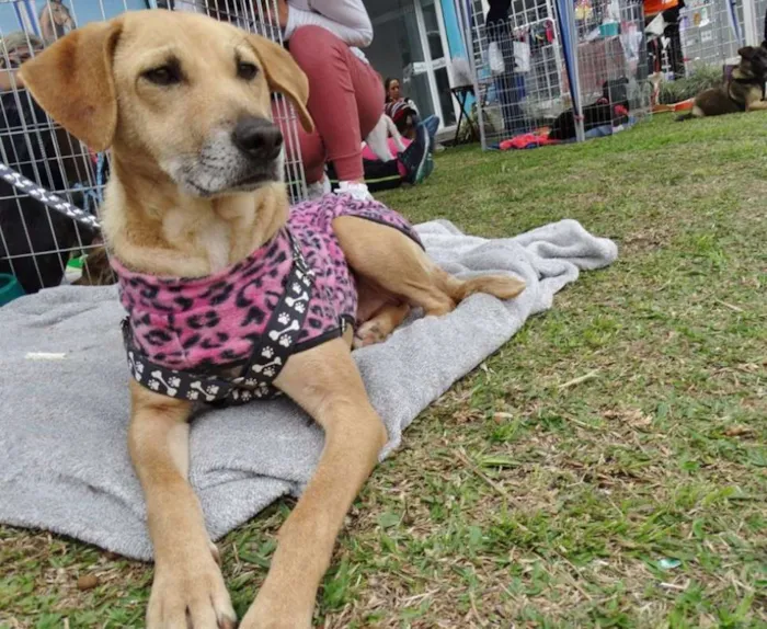 Cachorro ra a SRD idade 2 anos nome Serena