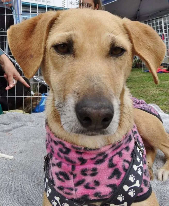 Cachorro ra a SRD idade 2 anos nome Serena
