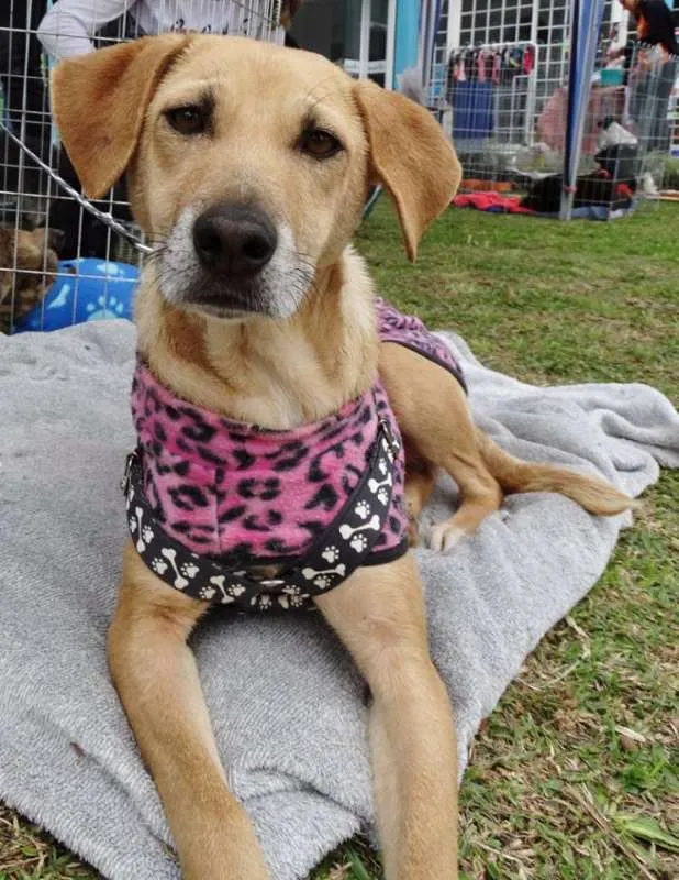 Cachorro ra a SRD idade 2 anos nome Serena