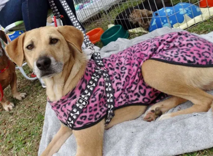 Cachorro ra a SRD idade 2 anos nome Serena