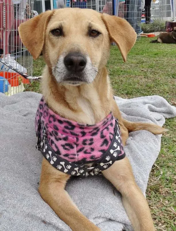 Cachorro ra a SRD idade 2 anos nome Serena