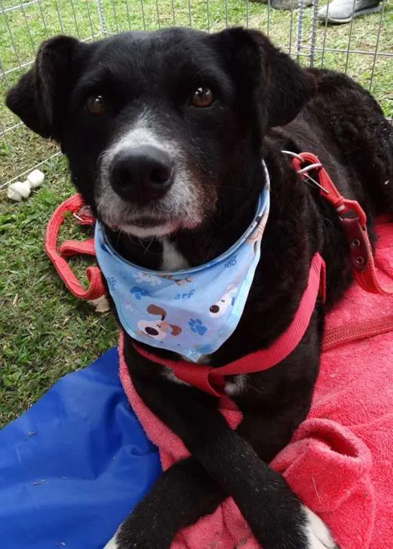 Cachorro ra a SRD idade 3 anos nome Filó