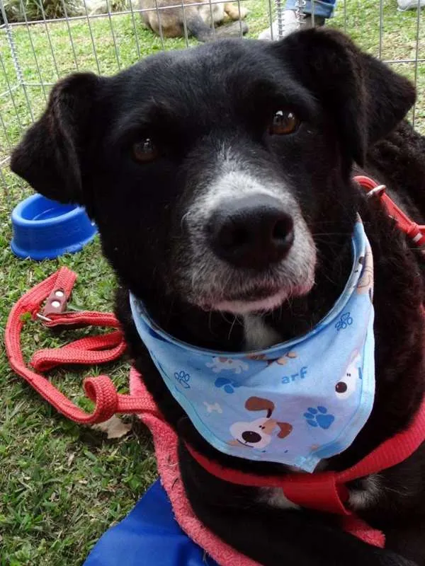 Cachorro ra a SRD idade 3 anos nome Filó