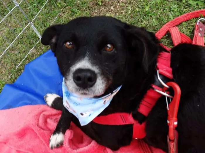 Cachorro ra a SRD idade 3 anos nome Filó