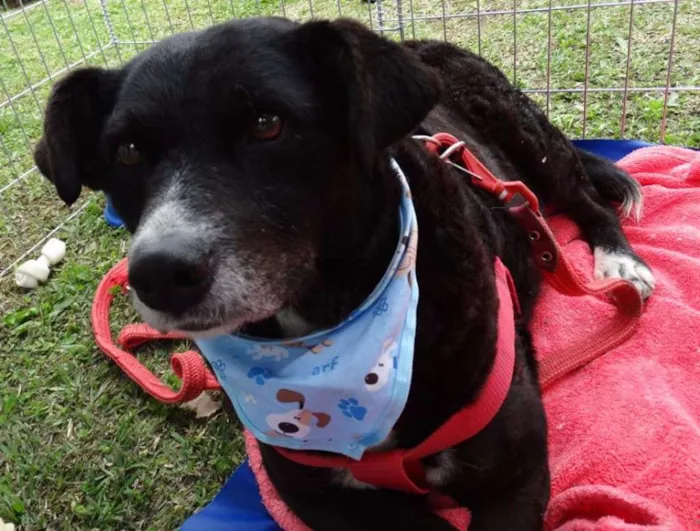Cachorro ra a SRD idade 3 anos nome Filó