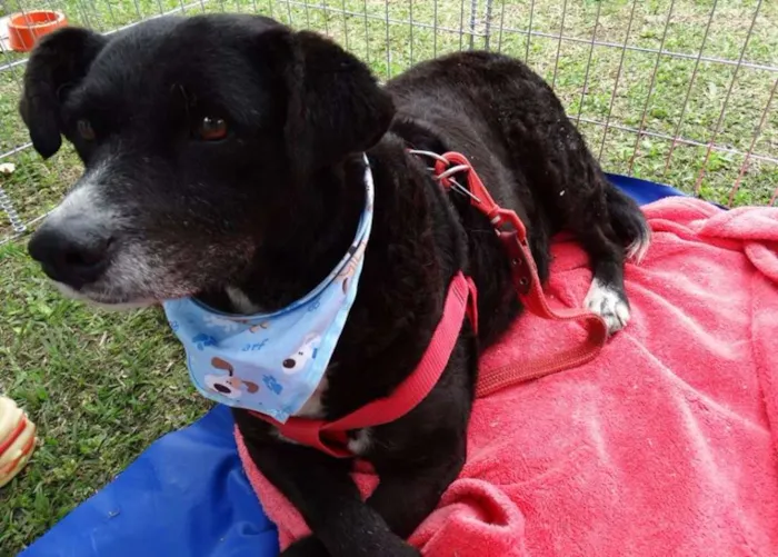 Cachorro ra a SRD idade 3 anos nome Filó