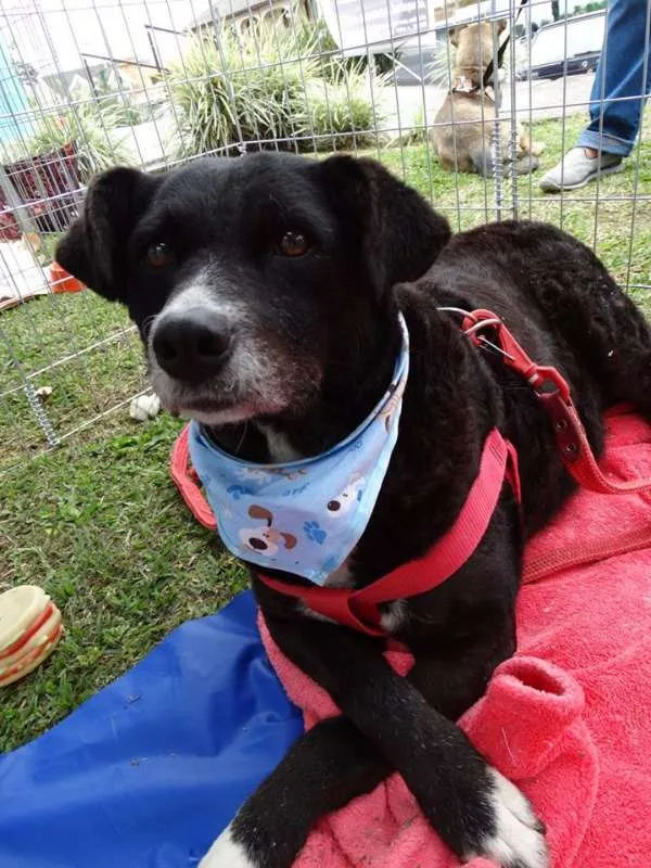 Cachorro ra a SRD idade 3 anos nome Filó