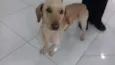 mix de basset