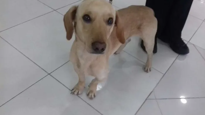 Cachorro ra a basset idade 7 a 11 meses nome mix de basset