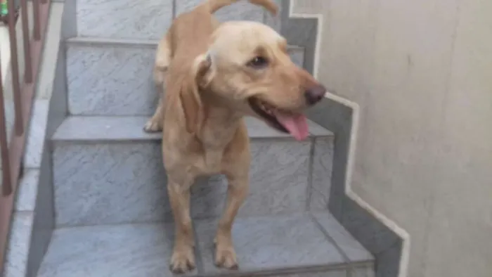 Cachorro ra a basset idade 7 a 11 meses nome mix de basset