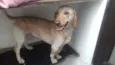 mix de basset