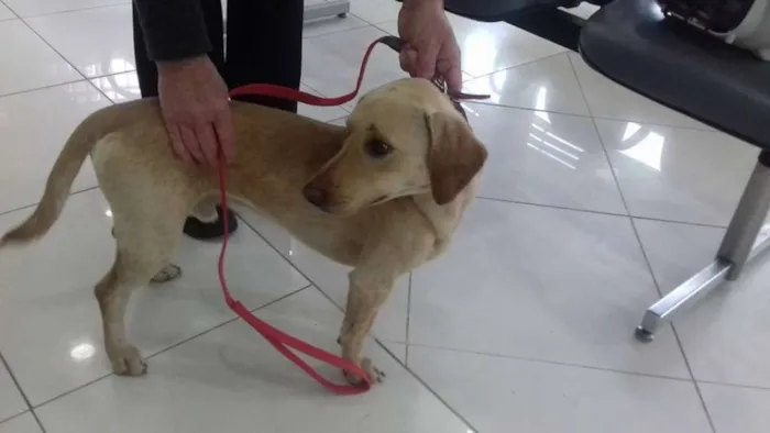 Cachorro ra a basset idade 7 a 11 meses nome mix de basset