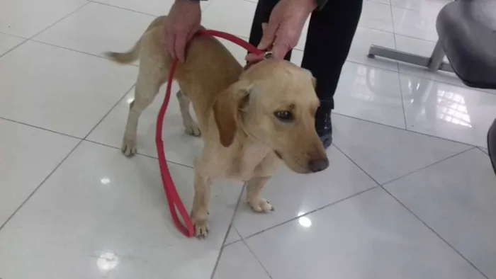 Cachorro ra a basset idade 7 a 11 meses nome mix de basset