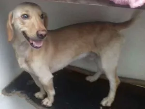 Cachorro raça basset idade 7 a 11 meses nome mix de basset