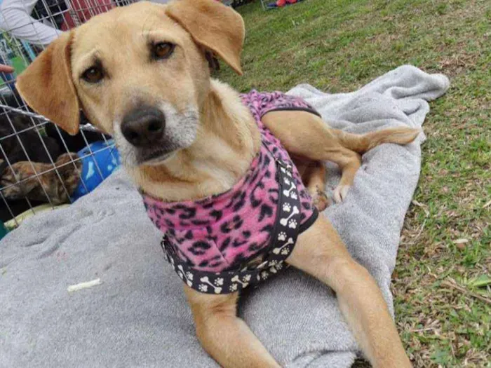 Cachorro ra a SRD idade 2 anos nome Serena