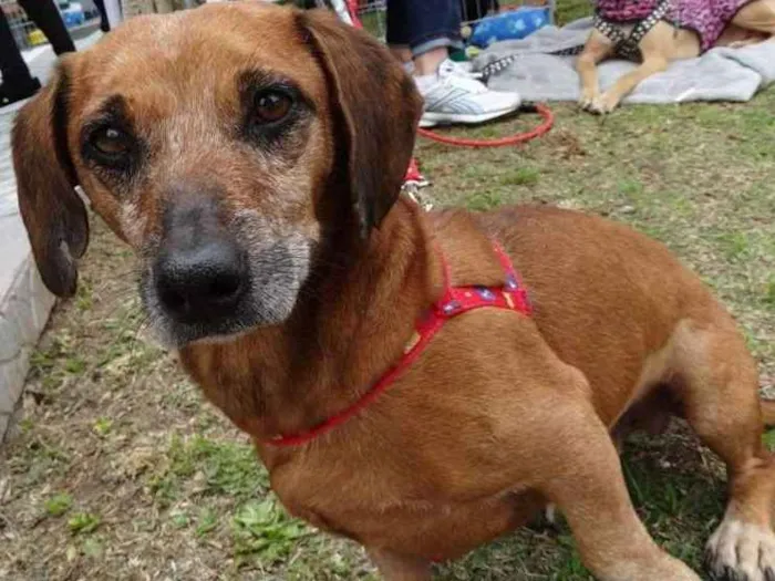 Cachorro ra a SRD idade 3 anos nome Arthur