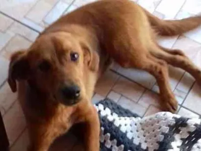 Cachorro raça Srd idade 7 a 11 meses nome Não  sei