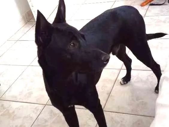 Cachorro ra a VIRA LATA idade 7 a 11 meses nome BOB