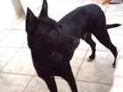 Cachorro raça VIRA LATA idade 7 a 11 meses nome BOB