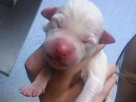 Cachorro ra a VIRA LATA idade Abaixo de 2 meses nome FILHOTES