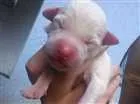 Cachorro raça VIRA LATA idade Abaixo de 2 meses nome FILHOTES