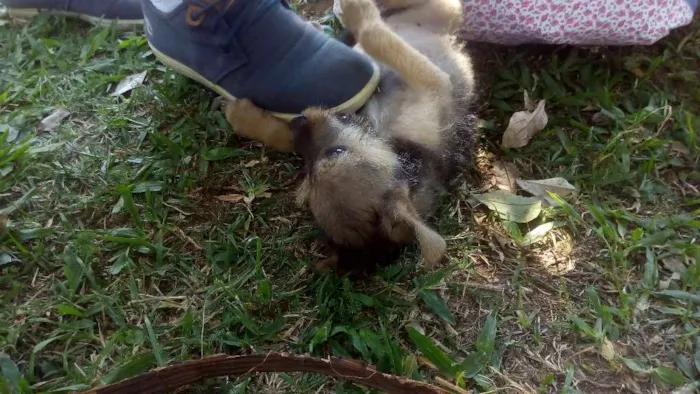 Cachorro ra a SRD idade Abaixo de 2 meses nome PITUCA
