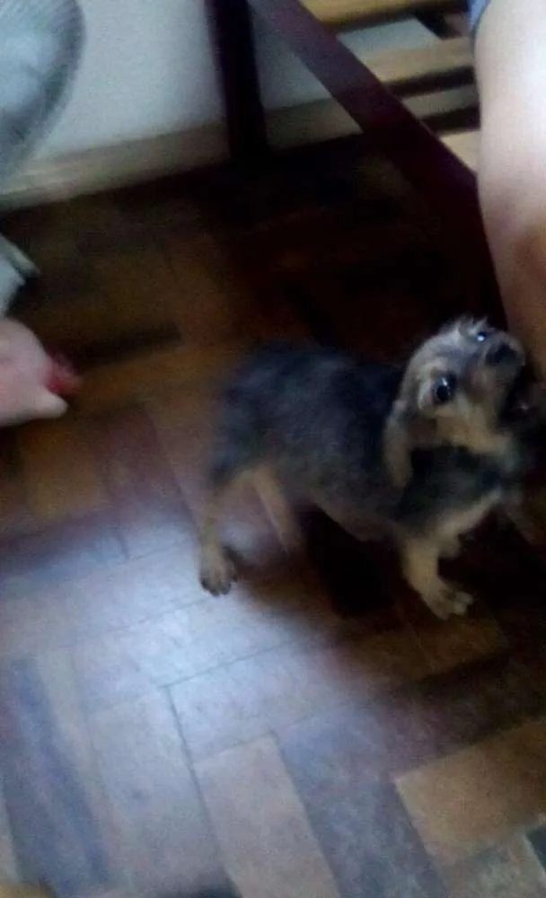 Cachorro ra a SRD idade Abaixo de 2 meses nome PITUCA