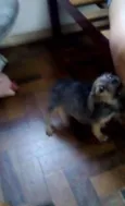 PITUCA
