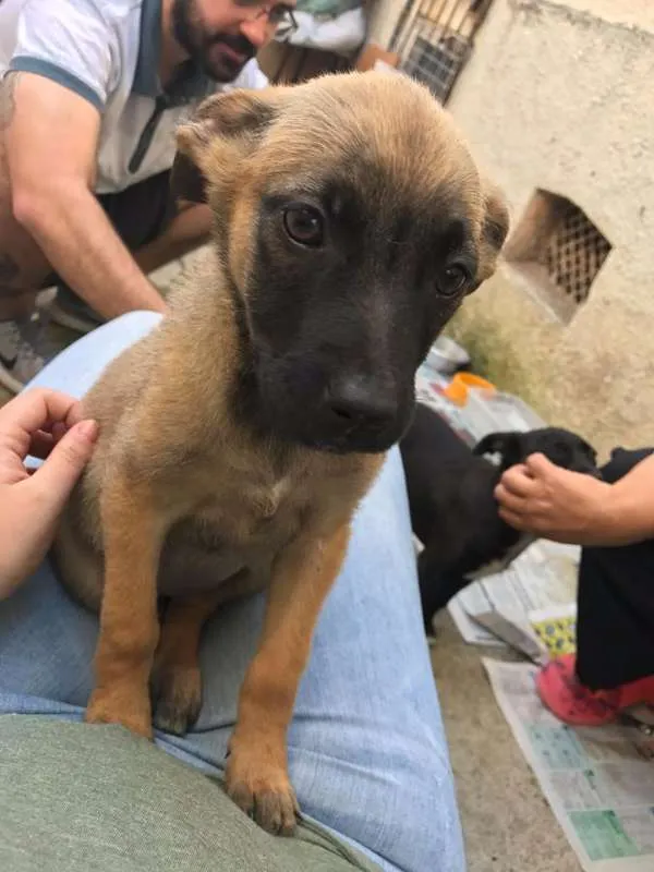 Cachorro ra a SRD idade 2 a 6 meses nome Sem Nome Ainda