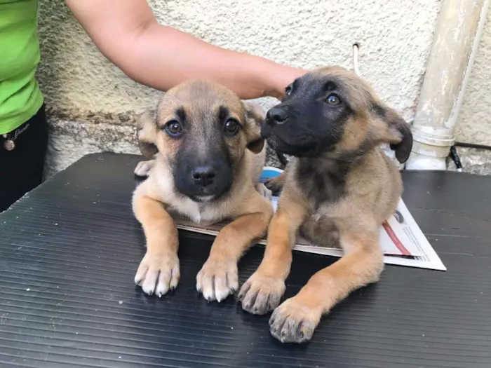 Cachorro ra a SRD idade 2 a 6 meses nome Sem Nome Ainda