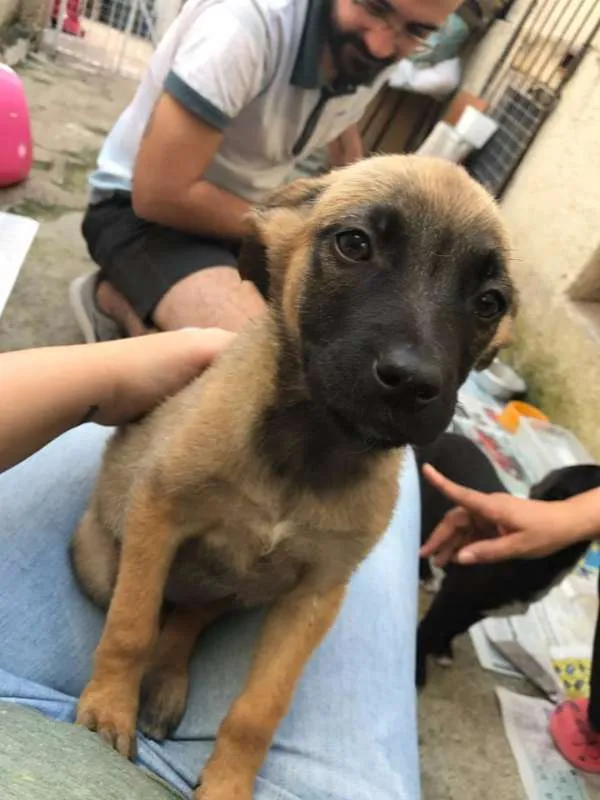 Cachorro ra a SRD idade 2 a 6 meses nome Sem Nome Ainda