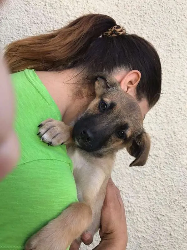 Cachorro ra a SRD idade 2 a 6 meses nome Sem Nome Ainda