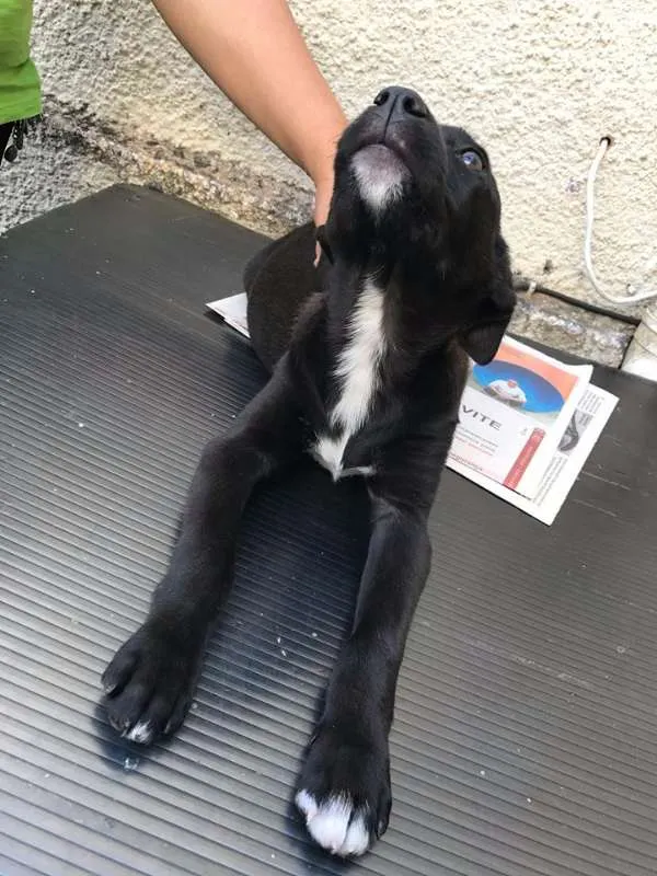 Cachorro ra a SRD idade 2 a 6 meses nome Sem Nome Ainda