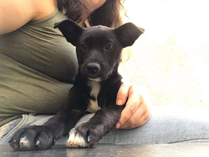 Cachorro ra a SRD idade 2 a 6 meses nome Sem Nome Ainda