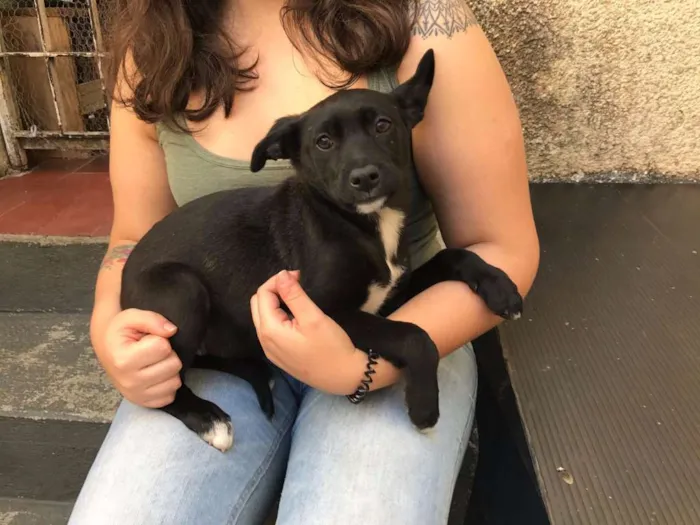 Cachorro ra a SRD idade 2 a 6 meses nome Sem Nome Ainda
