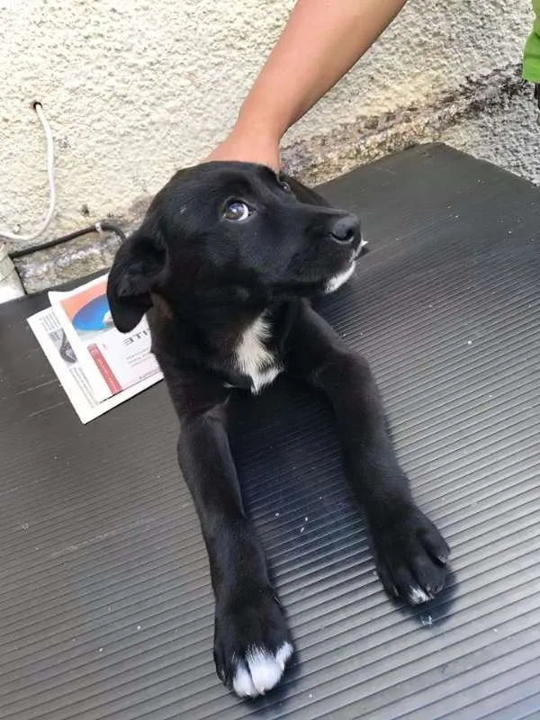 Cachorro ra a SRD idade 2 a 6 meses nome Sem Nome Ainda