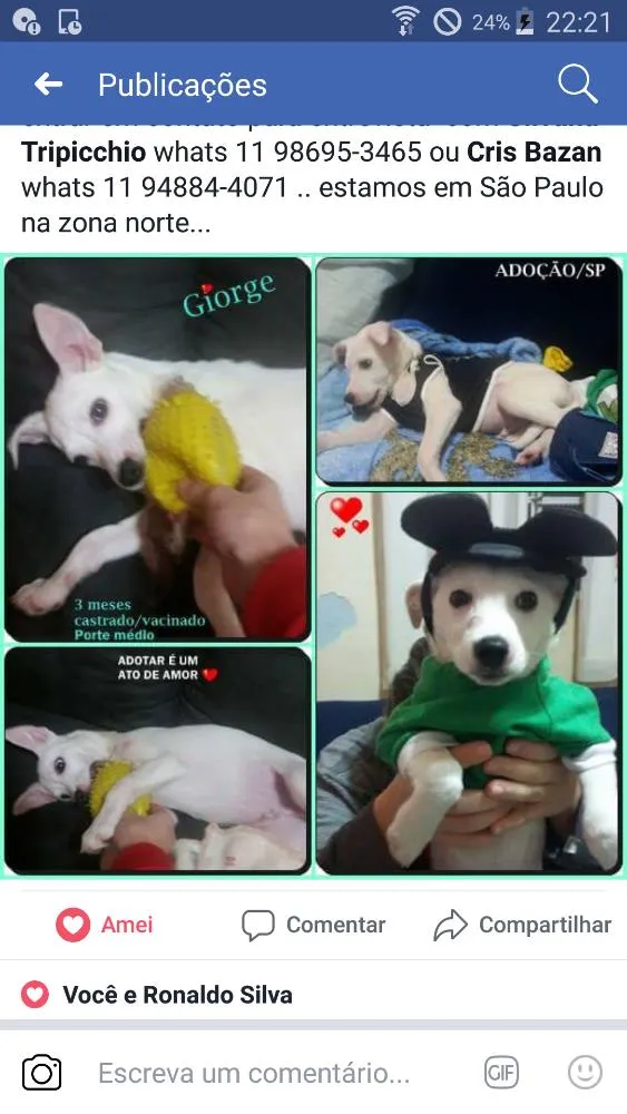 Cachorro ra a Srd idade 2 a 6 meses nome Giorge