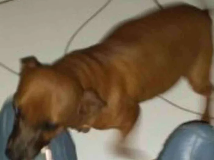 Cachorro ra a PINSCHER idade  nome BELINHO