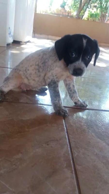 Cachorro ra a Vira Lata idade Abaixo de 2 meses nome Sem Nome