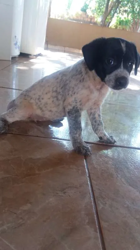 Cachorro ra a Vira Lata idade Abaixo de 2 meses nome Sem Nome