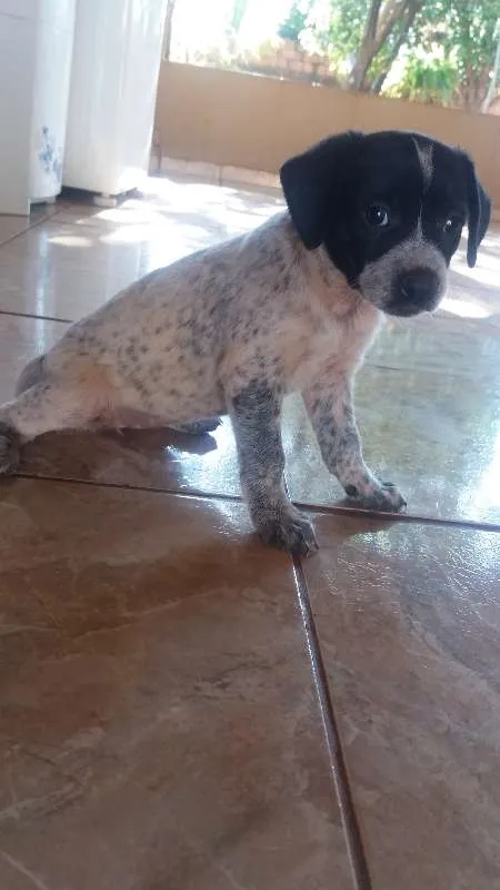 Cachorro ra a Vira Lata idade Abaixo de 2 meses nome Sem Nome