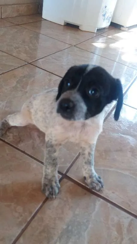 Cachorro ra a Vira Lata idade Abaixo de 2 meses nome Sem Nome