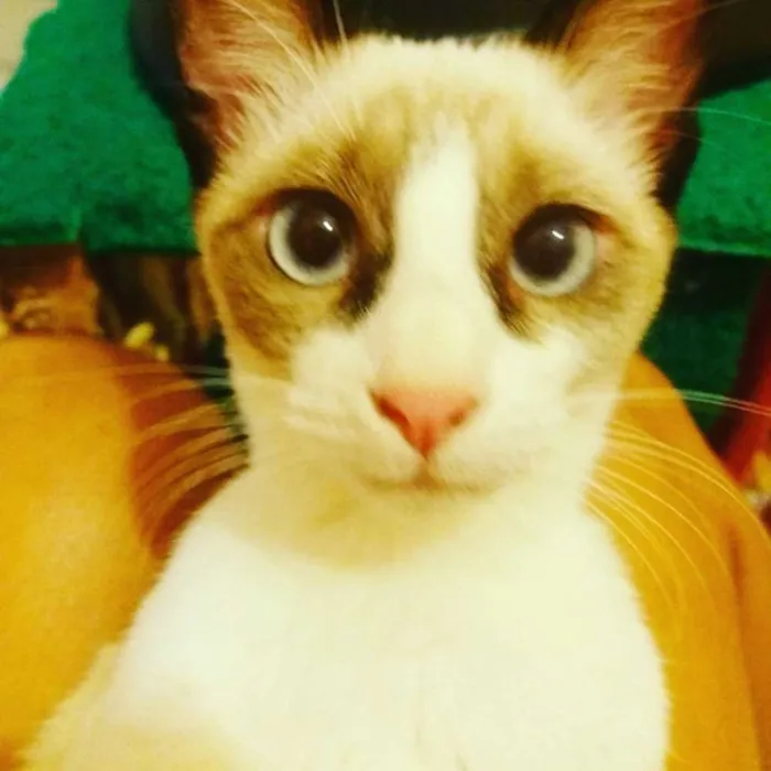 Gato ra a Sialata idade 7 a 11 meses nome Gaspar