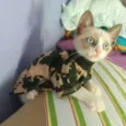Gaspar