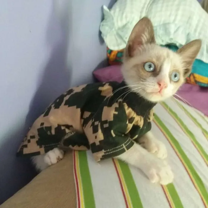 Gato ra a Sialata idade 7 a 11 meses nome Gaspar