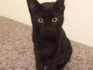 Gato raça Srd idade 2 a 6 meses nome Firilampo e saracura