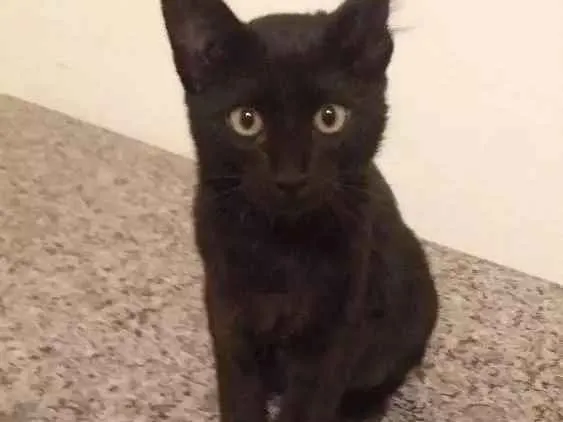 Gato ra a Srd idade 2 a 6 meses nome Firilampo e saracura